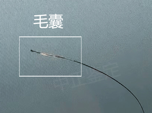 头发能做亲子鉴定吗？怎么做？
